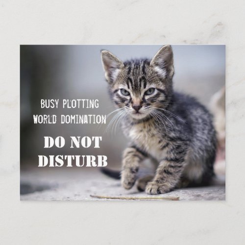 Cute Funny Kitten Do Not Disturb Postcard
