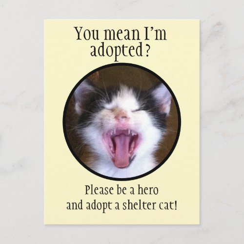 Cute Funny Kitten Photo Adopt a Shelter Cat Postcard