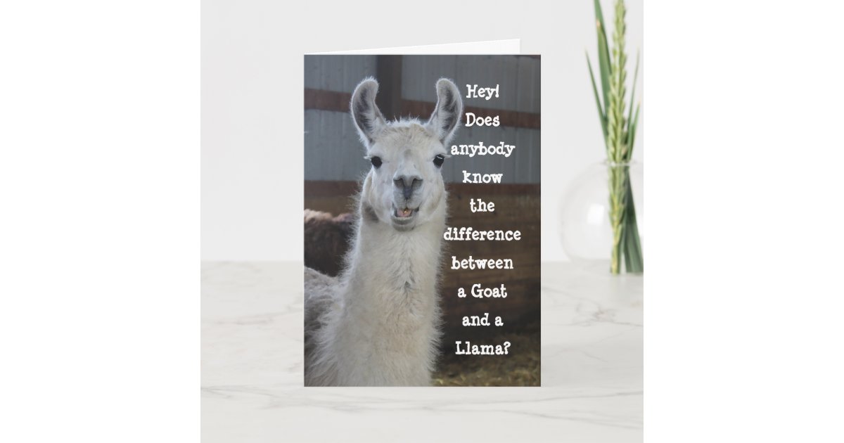 Cute Funny Llama Humor Birthday Card | Zazzle.com