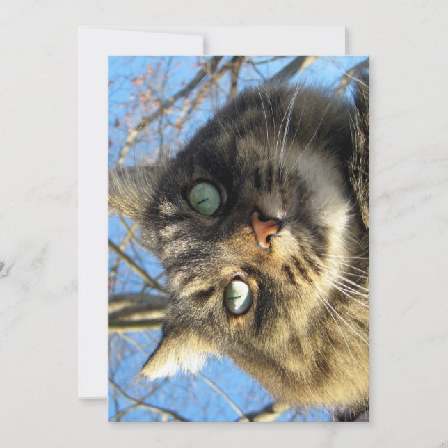 Cute Funny Maine Coon Kitty Fuzzy Face (Front)