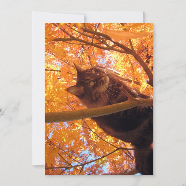 Cute Funny Maine Coon Kitty Tree Climber (Front)