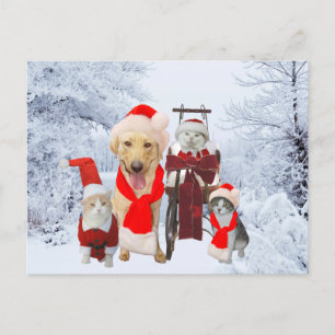 Cute/Funny Pet Business Holiday Client Post Card