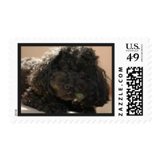 Funny Postage Stamps | Zazzle