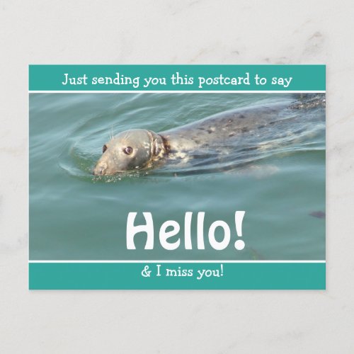 Cute Funny Seal Just saying Hello and Miss You Postcard