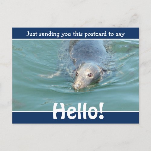 Cute Funny Seal Just saying Hello Postcard