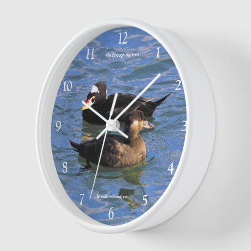 Cute Funny Surf Scoter Ducks Swimming at the Pier Clock