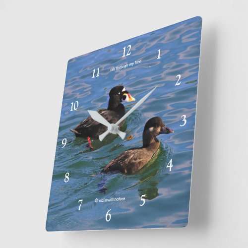 Cute Funny Surf Scoter Ducks Swimming at the Pier Square Wall Clock