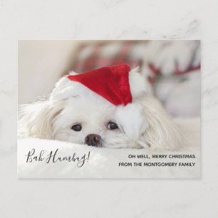 Cute Funny White Dog Christmas Bah Humbug Holiday Postcard