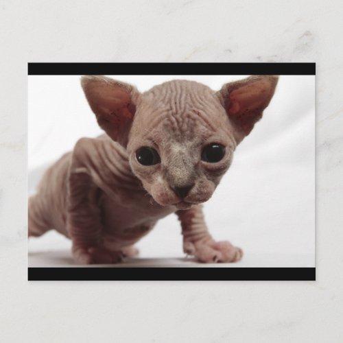 Cute Furless Sphynx Kitten Postcard