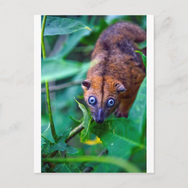 Cute furry cuscus possum looking at camera postcard (Front)