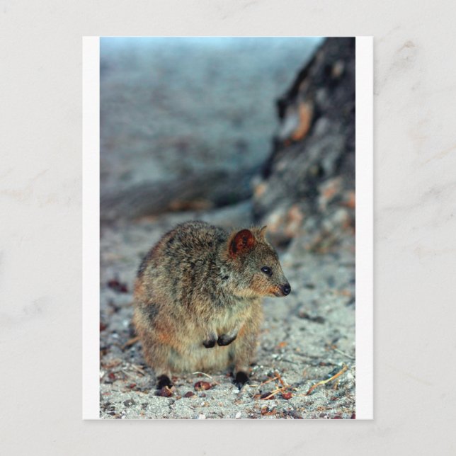 Cute fury Quokka on Rottnest Island Postcard (Front)