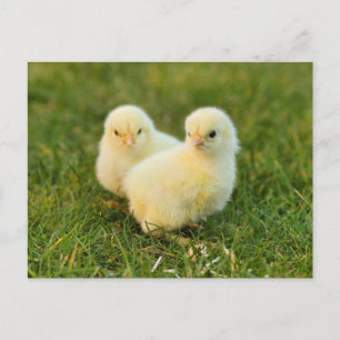 Cute Fuzzy Baby Chicks - Funny Farm Animals Postcard