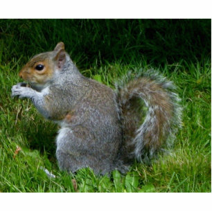 Cute fuzzy squirrel photo sculpture