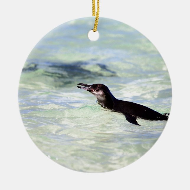 Cute Galapagos penguin swimming Ceramic Ornament (Front)