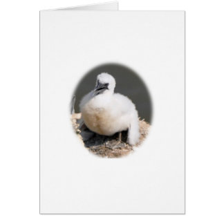 Cute Gannet Chick Cards