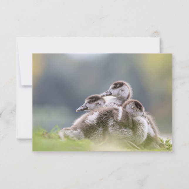 Cute Geese Chicks Nature Photo (Front)