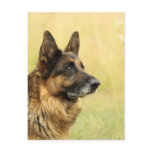 Cute German Shepherd  Postcard
