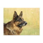 Cute German Shepherd  Postcard