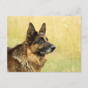 Cute German Shepherd Postcard