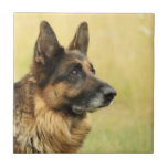Cute German Shepherd Tile