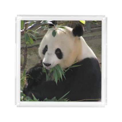Cute giant panda bear acrylic tray