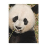 Cute Giant Panda Bear Postcard