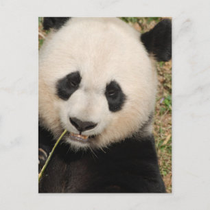 Cute Giant Panda Bear Postcard