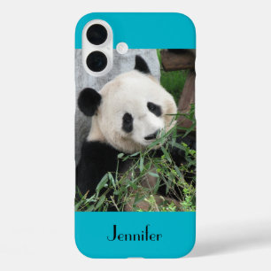 Cute Giant Panda, Blue Background, Name iPhone 16 Plus Case