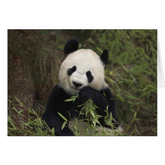 Cute Giant Panda Cards (Front Horizontal)