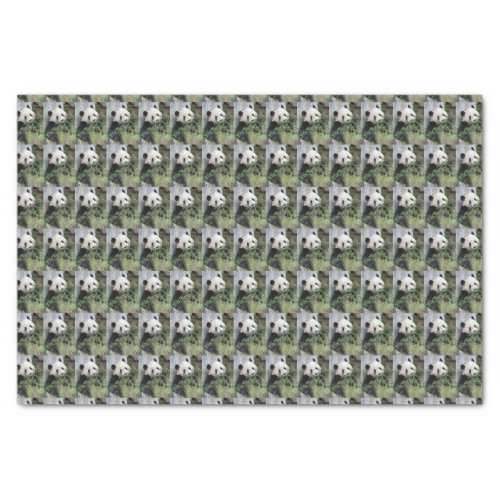 Cute Giant Panda Green Black and White Tissue Paper