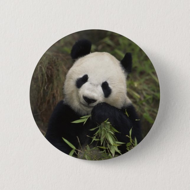 Cute Giant Panda Pinback Button (Front)