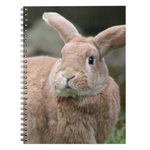 Cute ginger bunny with big ears   notebook