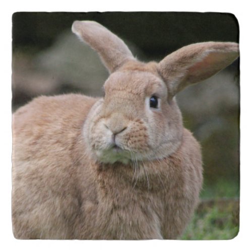 Cute ginger bunny with big ears  trivet