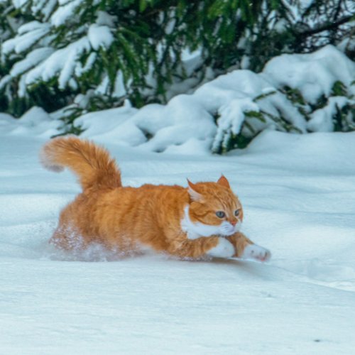 Cute Ginger Cat Calendar 2023