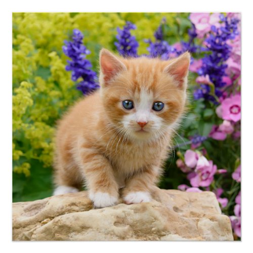 Cute Ginger Cat Kitten Flowery Garden Photography Poster