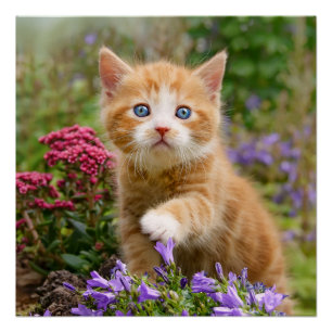 Cute Ginger Cat Kitten in a Garden Photo Portrait Poster
