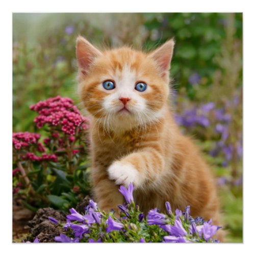 Cute Ginger Cat Kitten in a Garden Photo Portrait Poster