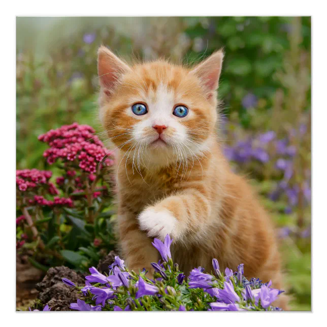 kitten portrait photography