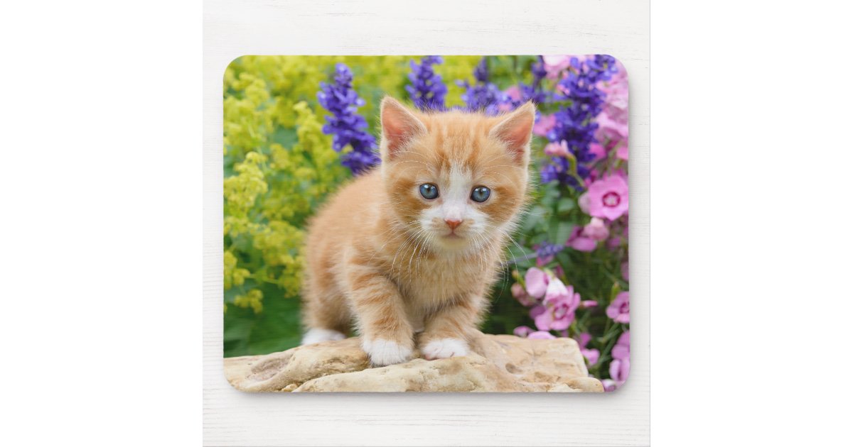 cute ginger kittens