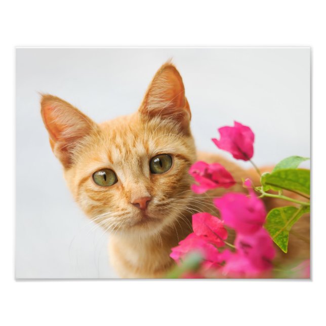 Cute Ginger Cat Kitten is Watching Portrait - Photo Print (Front)