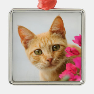 Cute Ginger Cat Kitten is Watching you Photo - Metal Ornament