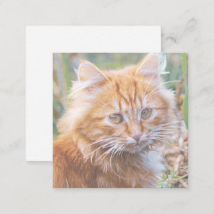 Cute Ginger Cat Kitten Painting Enclosure Card