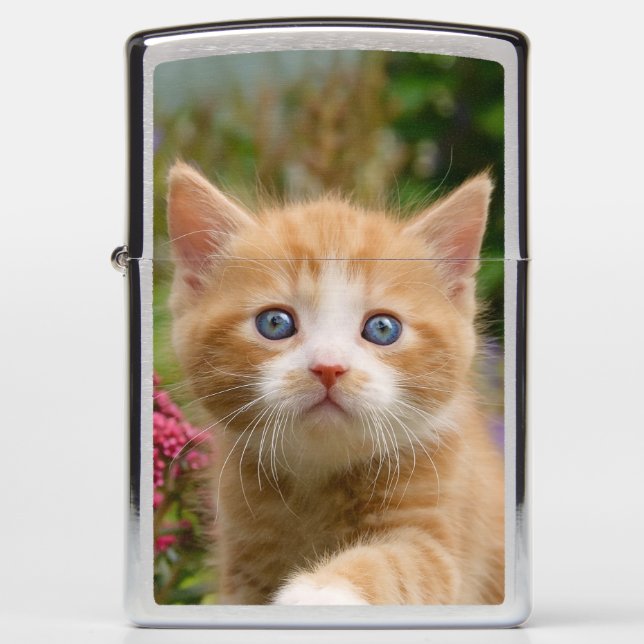 Cute Ginger Cat Kitten Portrait - windproof Zippo Lighter (Front)