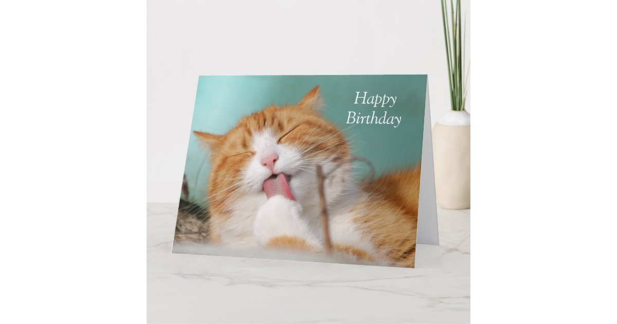 To From Pet Cat White Personalised Birthday Card