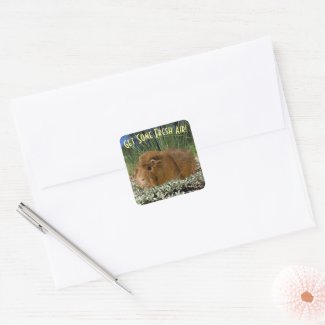 Cute Ginger Guinea Photo In Nature Custom Text