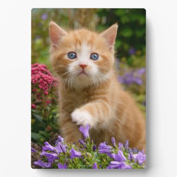 Cute Ginger Kitten In A Garden Plaque by Kathom_Photo at Zazzle