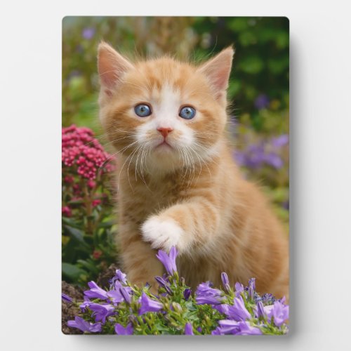 Cute ginger kitten in a garden plaque