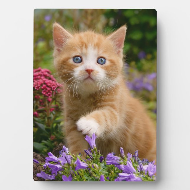 Cute ginger kitten in a garden plaque (Front)