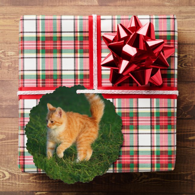 Cute Ginger Kitten Photo Ornament Card (Insitu (Gift))