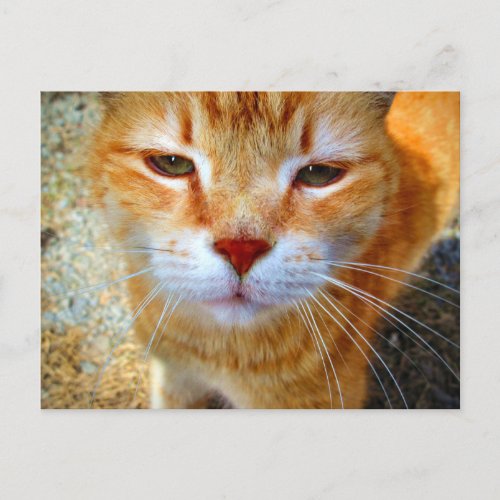 Cute Ginger Kitty Friendly Little Cat Postcard